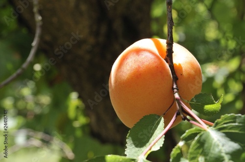 abricot sur arbre