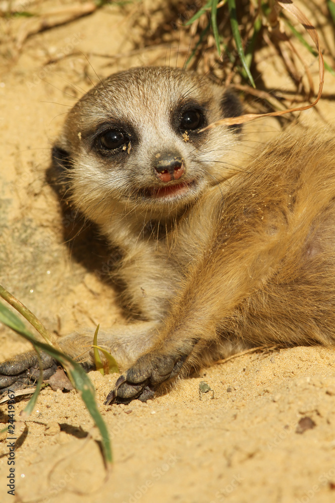 Fototapeta premium Baby meerkat