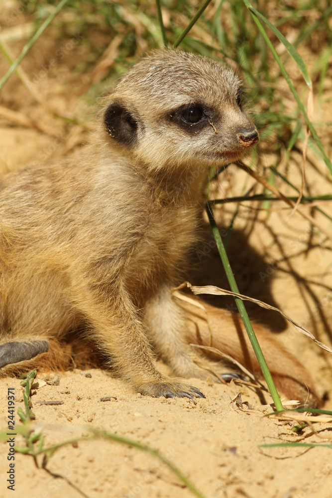 Fototapeta premium Baby meerkat