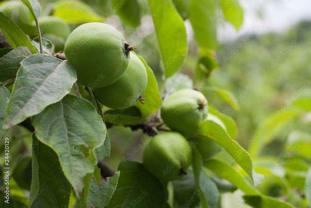 Obraz premium green apples