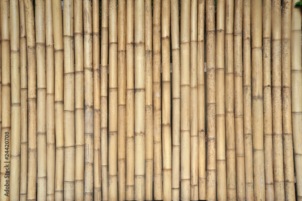 bamboo backgroung