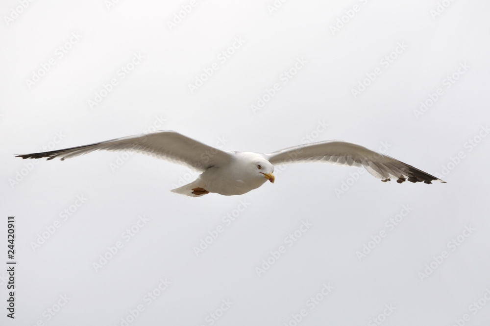 Obraz premium Gaviota volando sobre fondo blanco.