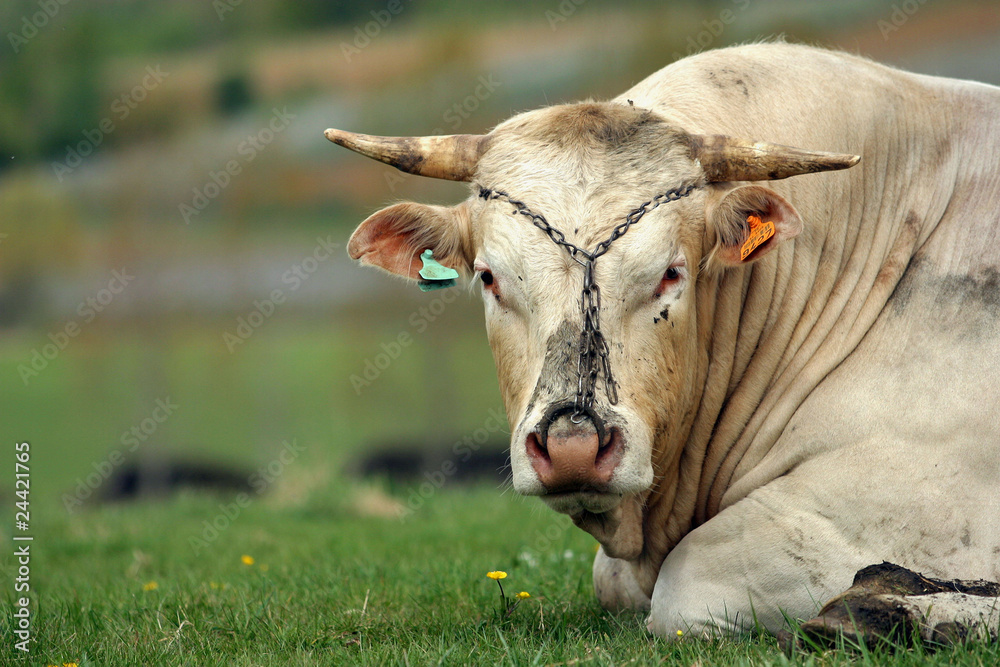 taureau taureau