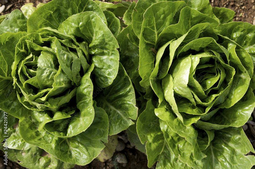 Obraz premium junger Kopfsalat
