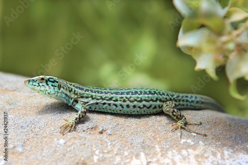 formentera lizard Podarcis pityusensis formenterae