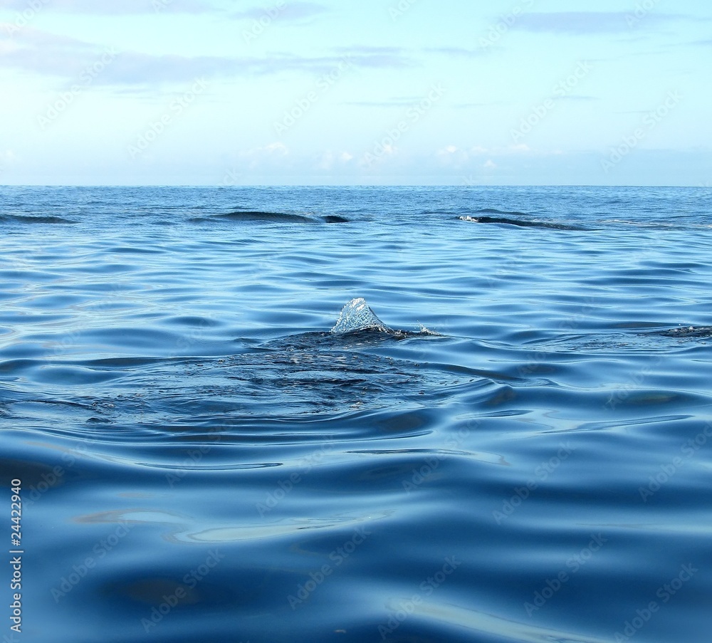 custom made wallpaper toronto digitalPleine mer