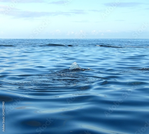 Wallpaper Mural Pleine mer Torontodigital.ca