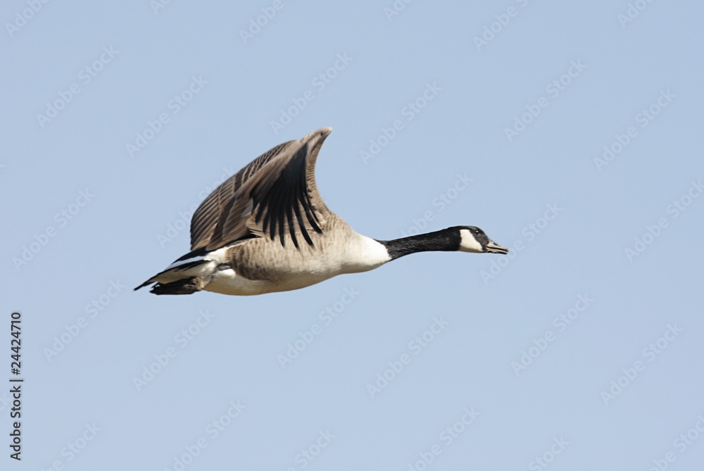 Fototapeta premium Canada Goose (Branta canadensis) In Flight