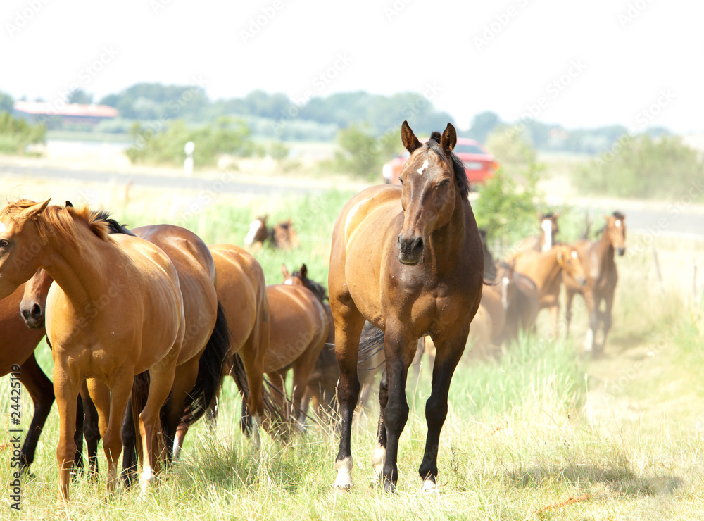 Obraz premium Konie na padoku