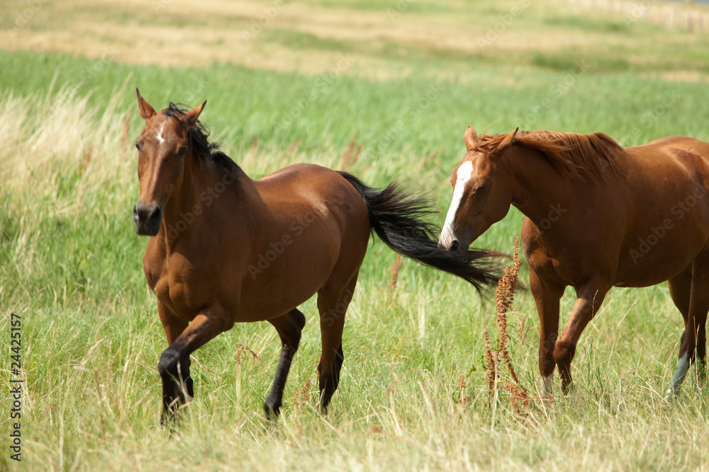 Fototapeta premium Pferde auf der Koppel