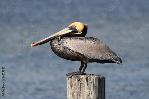 Brown Pelican (pelecanus occidentalis)