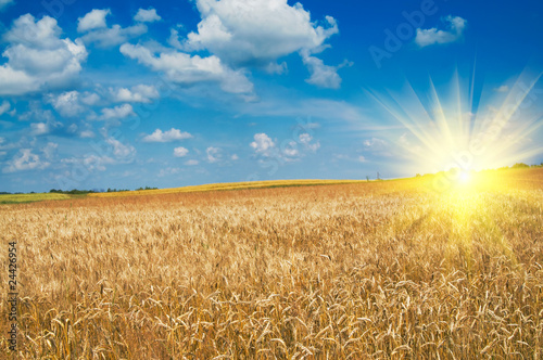 Beautiful golden field of ripe wheat by summer.