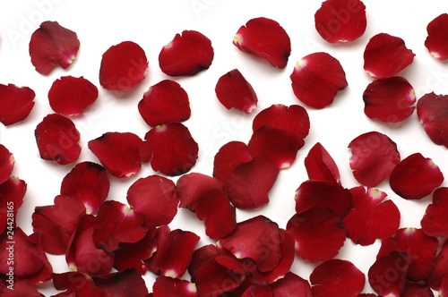 Rose petals on white