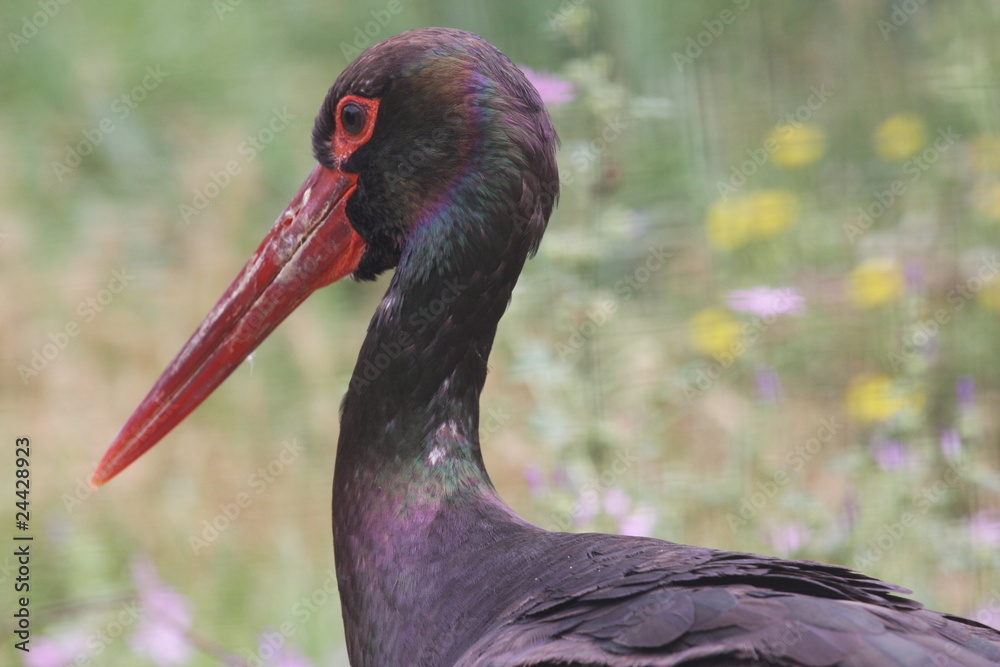 Naklejka premium cygogne noire