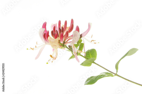 Honeysuckle flower and foliage