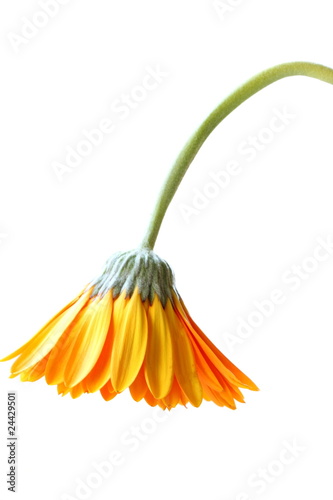 Bright orange gerbera flower