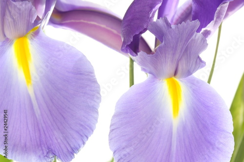 Closeup of two purple iris