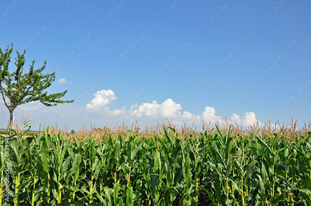 Obraz premium maisfeld