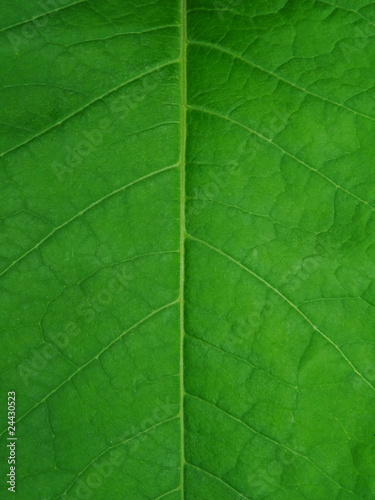 Green leaf as the texture.