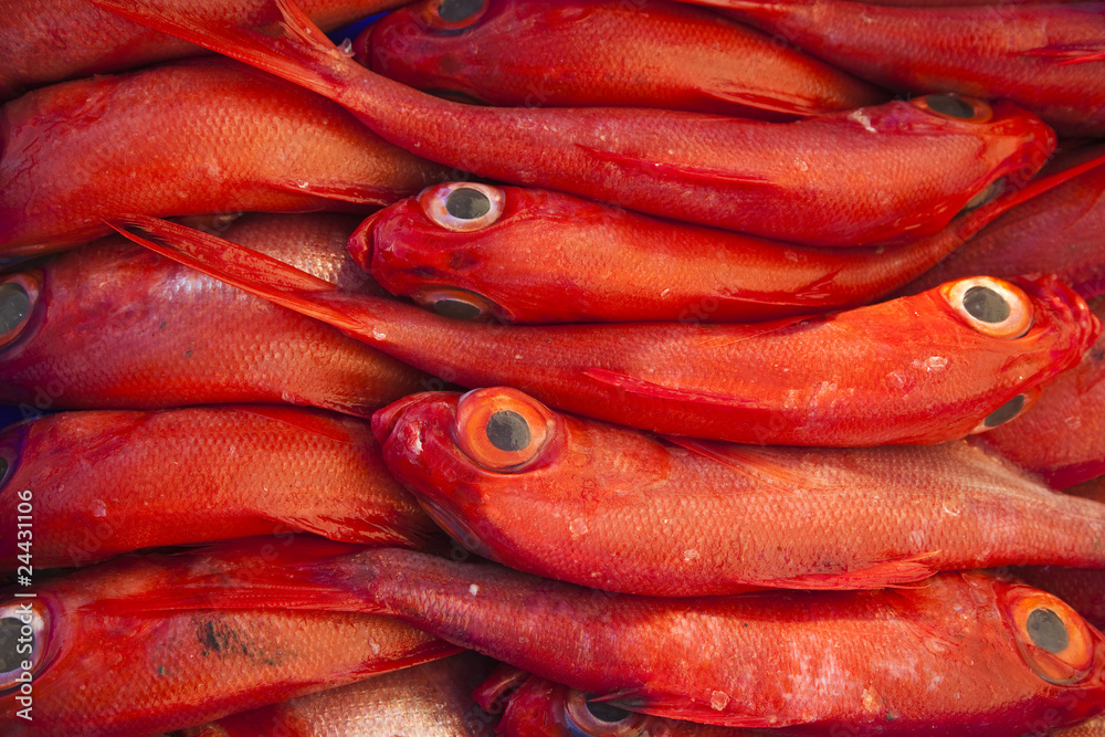 red fish red fish