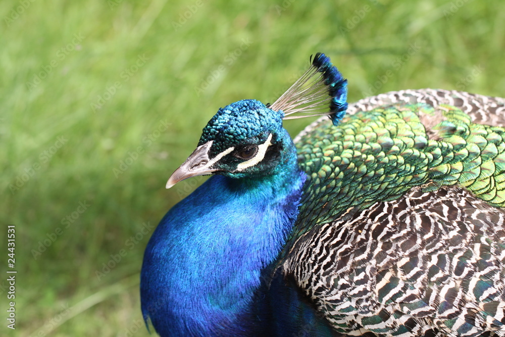 Pfau