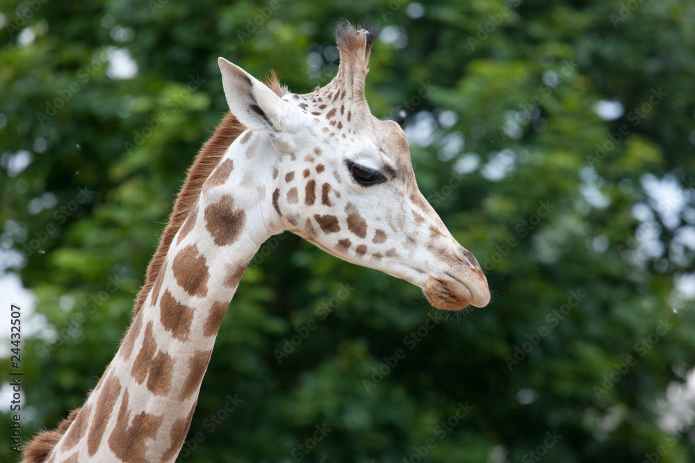 The Rothschild Giraffe (Giraffa camelopardalis rothschildi) The Rothschild Giraffe (Giraffa camelopardalis rothschildi)