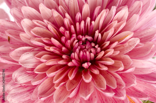 Canvas Print pink chrysanthemum