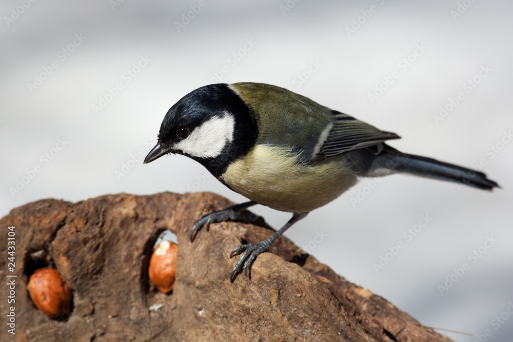 Fototapeta premium Great Tit, Parus major