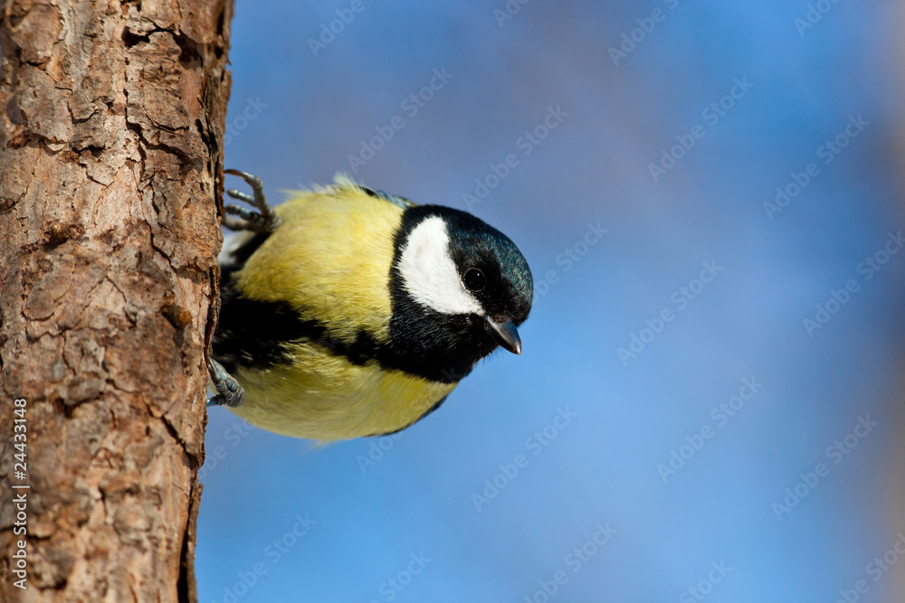 Naklejka premium Great Tit, Parus major