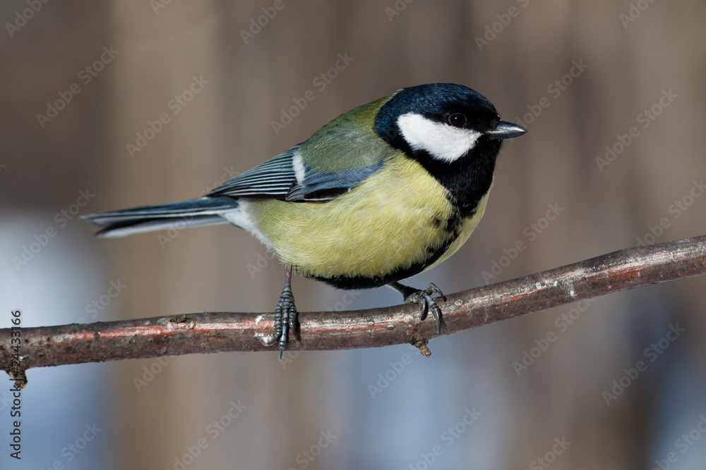 Fototapeta premium Great Tit, Parus major