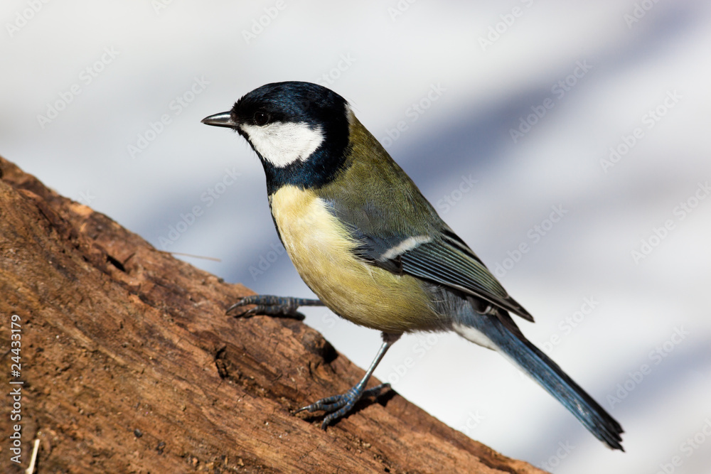 Obraz premium Great Tit, Parus major