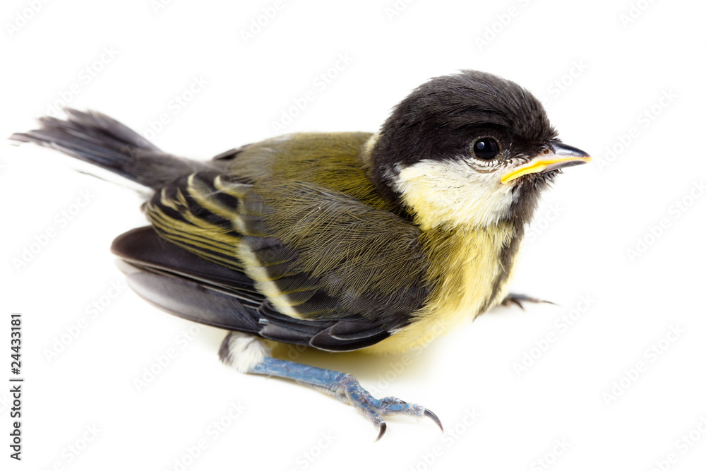 Naklejka premium Great Tit, Parus major