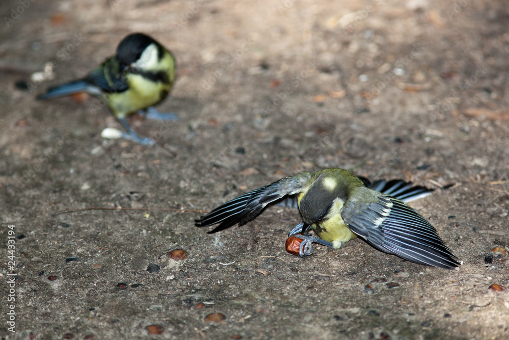 Obraz premium Great Tit, Parus major