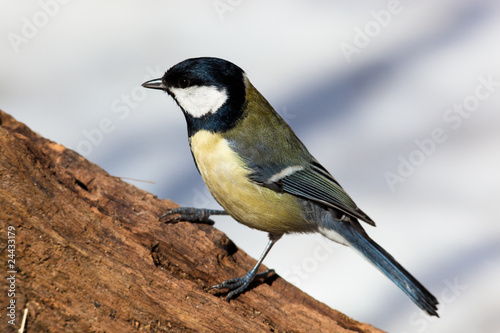 Great Tit, Parus major