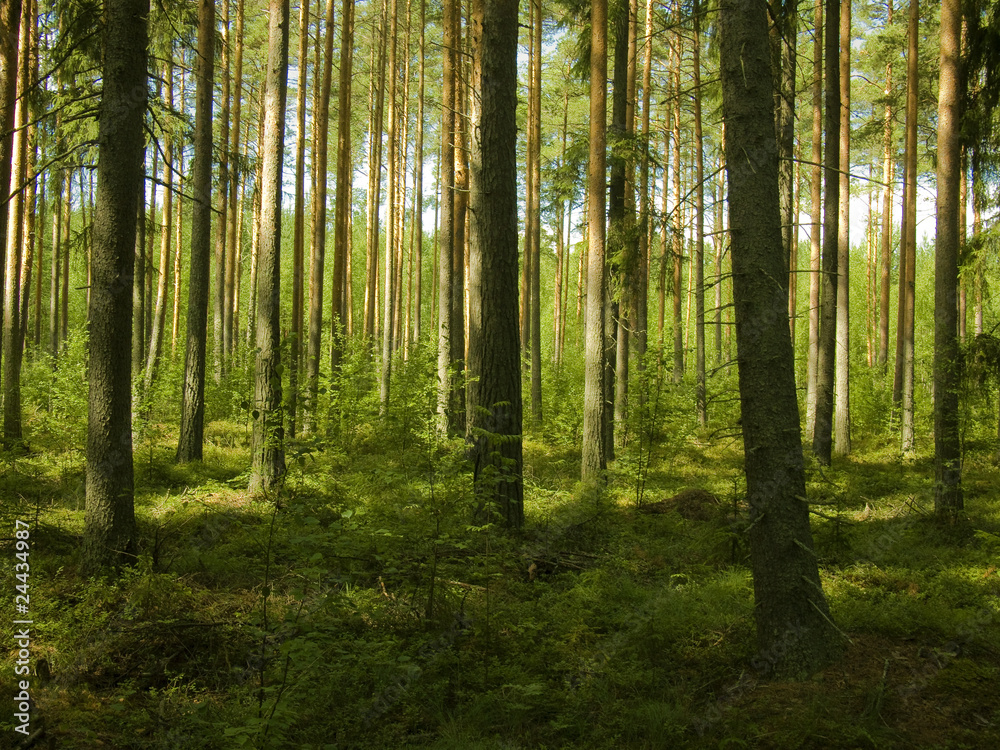 Naklejka premium Las