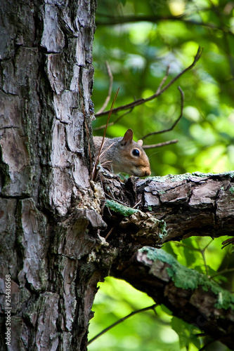 Squirrel Peeking Around Pine Tree © dbvirago