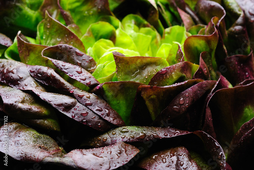 Close-up of Salanova lettuce with water droplets