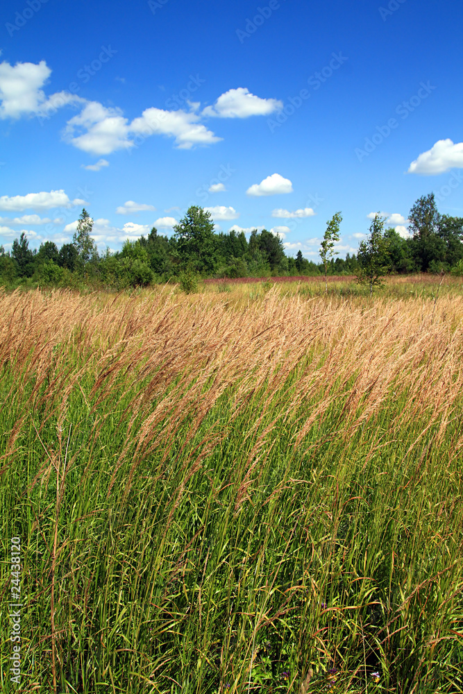 herb in field