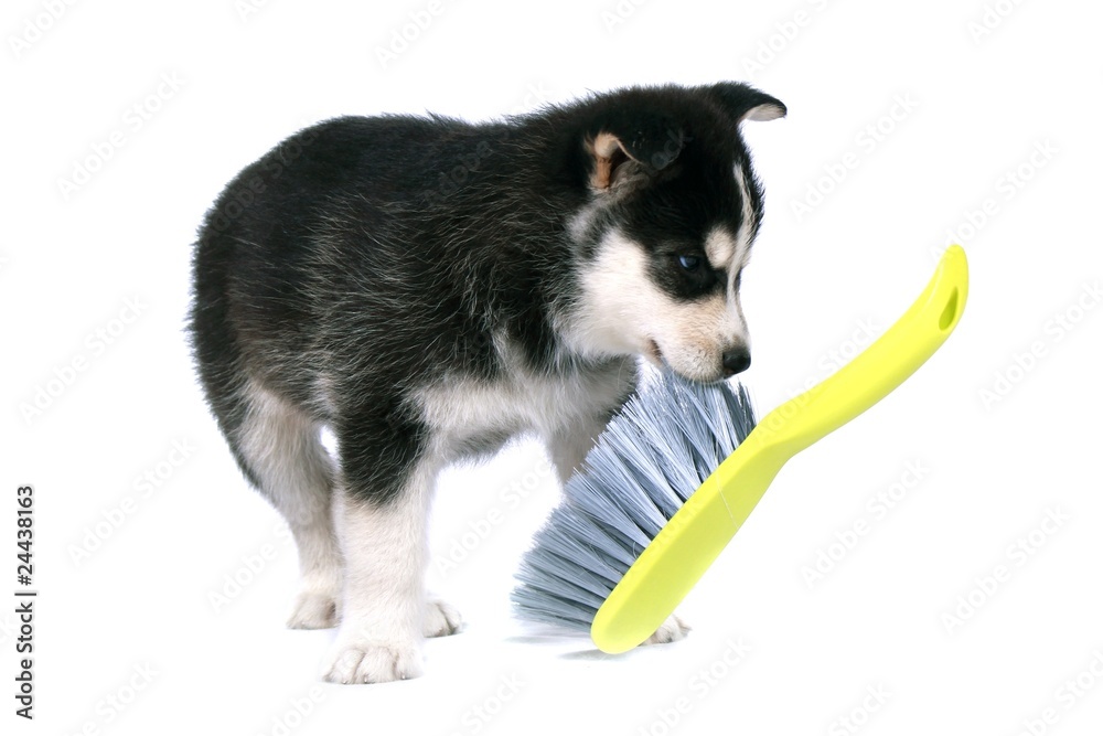 Fototapeta premium Siberian Husky Welpe mit Besen