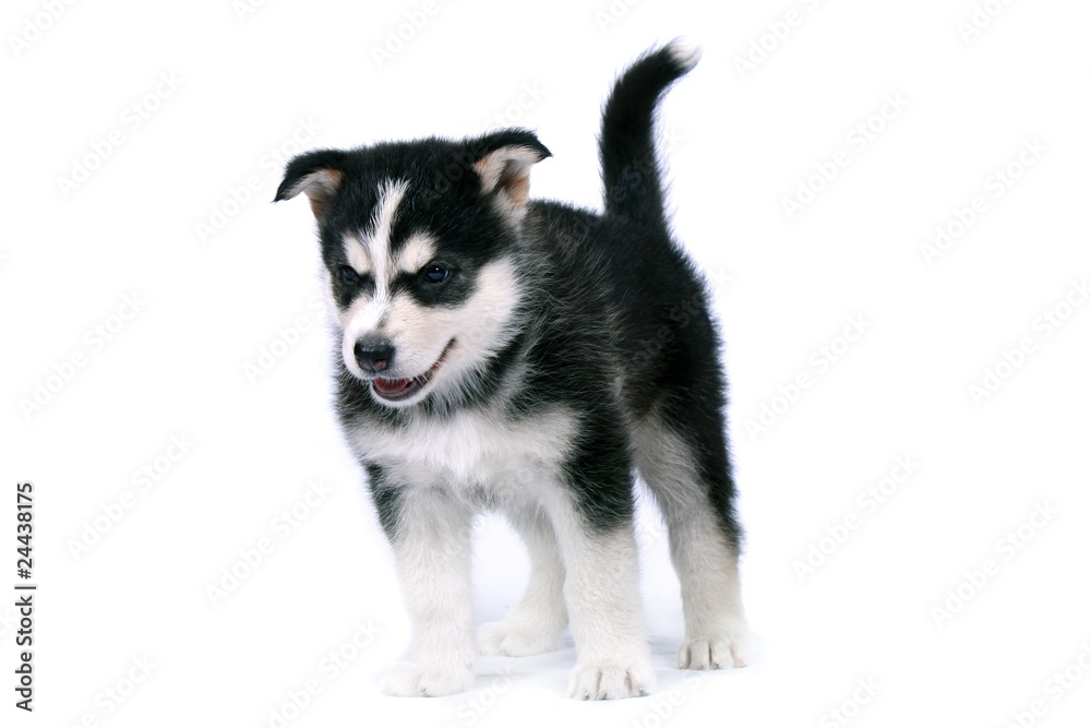 Siberian Husky Welpe stehend Siberian Husky Welpe stehend