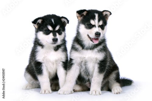 Zwei sitzende Siberian Husky Welpen