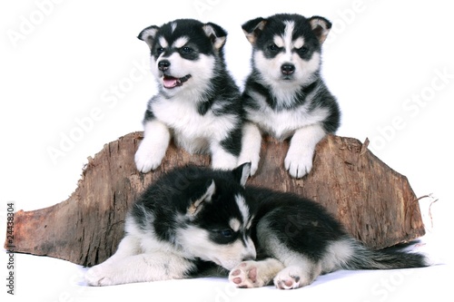 Drei Siberian Husky Welpen mit Baumstamm