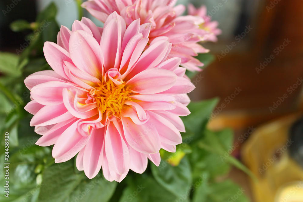 Dahlia Dahlia