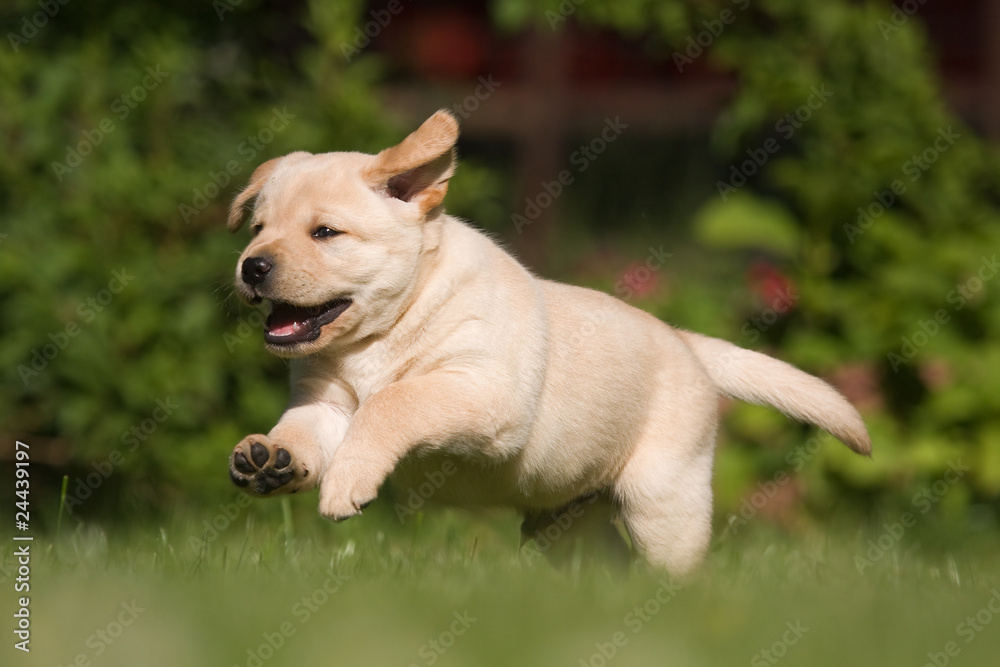 Labrador-Welpe läuft über die Wiese