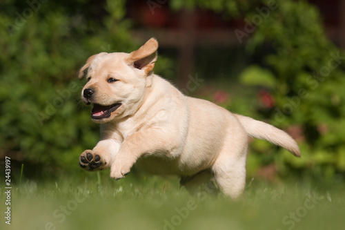 Labrador-Welpe läuft über die Wiese