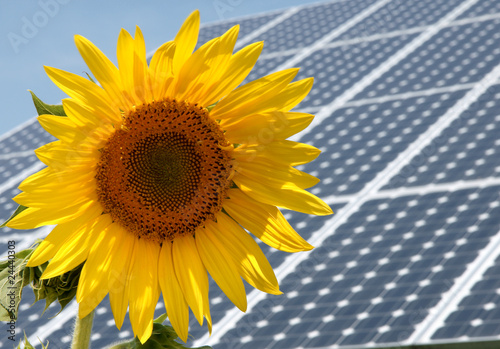 Sunflower with solar panel