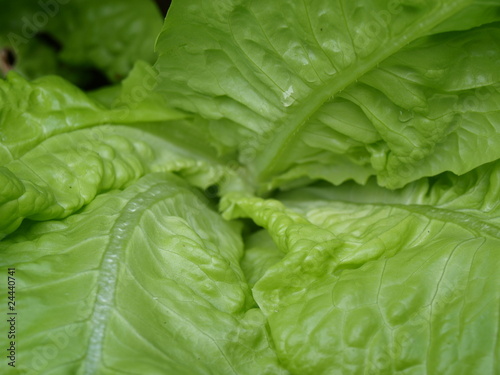 salade verte bio