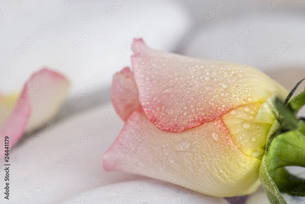 Rose Rose