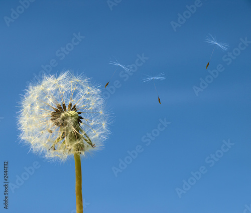 Dandelion with seed flying away over b ue sky.