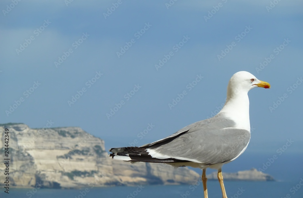 Obraz premium goéland